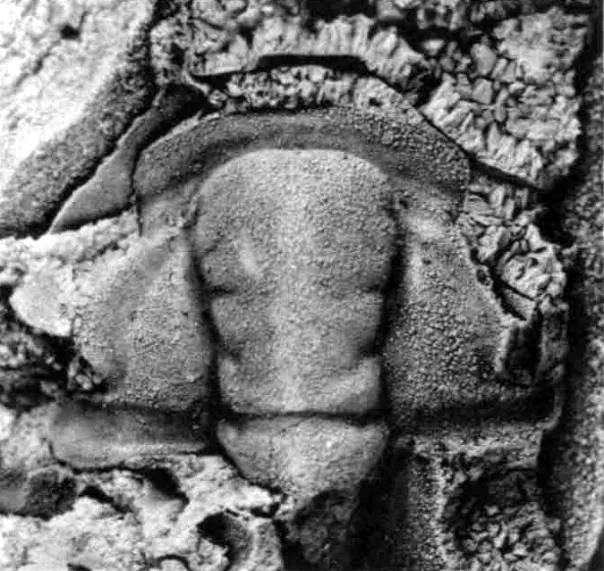 Deiradonyx barklyensis