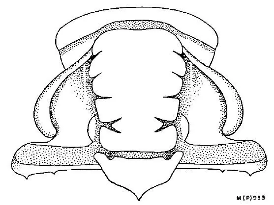 Deiradonyx barklyensis — photo 2