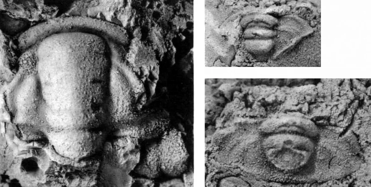 Deiradonyx barklyensis — photo 3
