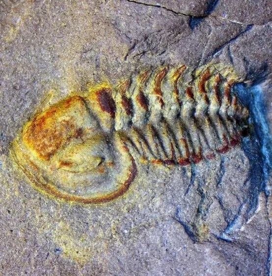 Deiradonyx sp.