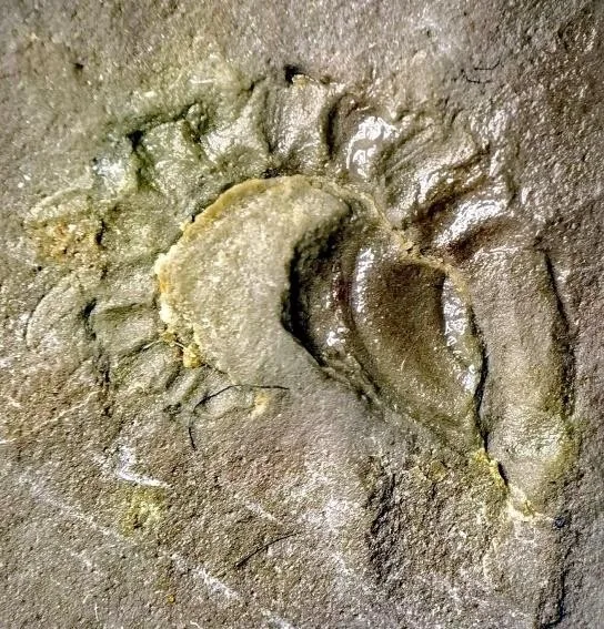 Deiradonyx sp. — photo 2