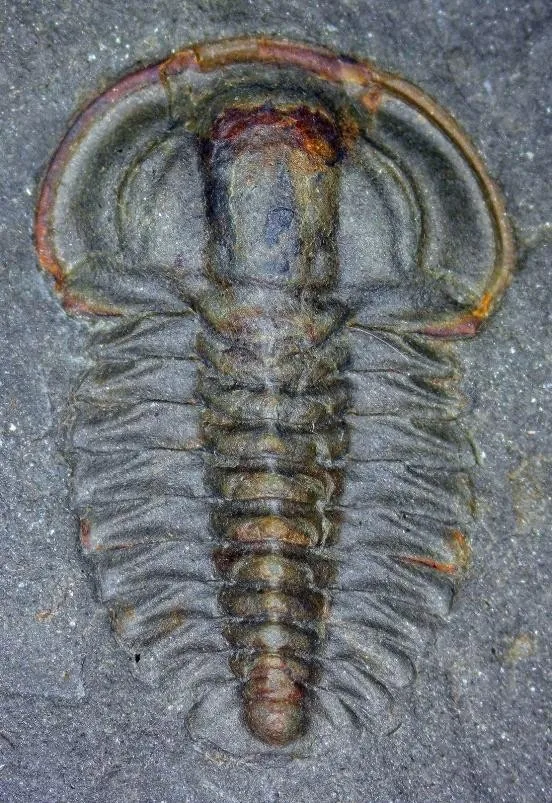 Deiradonyx sp. — photo 3