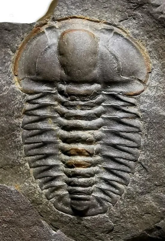 Deiradonyx sp. — photo 4