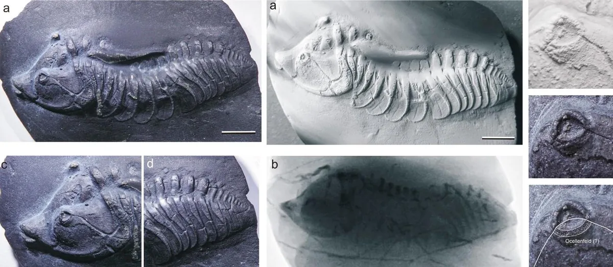 Devononeseuretus beicht