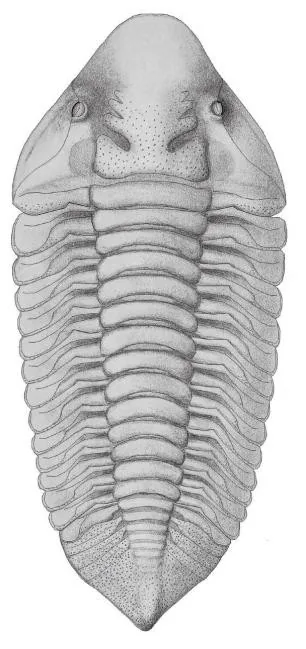Devononeseuretus beicht — photo 3