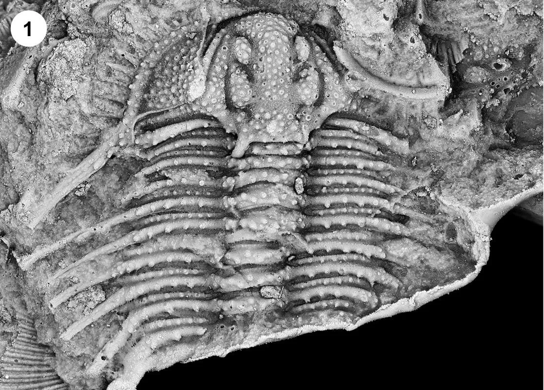 Diacanthaspis maquoketensis