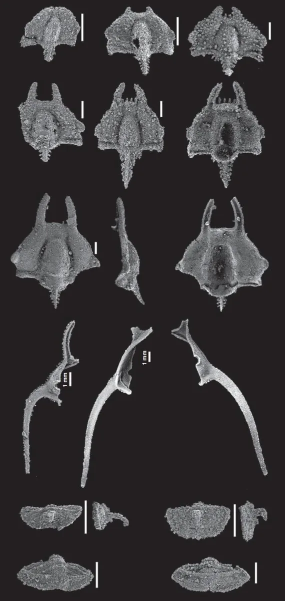 Diceratocephalus cornutus — photo 3