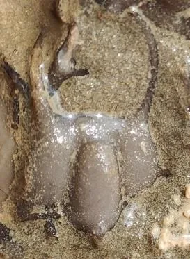 Diceratocephalus cornutus — photo 4