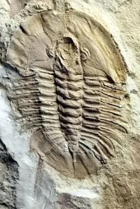 Dichelepyge lata — photo 10