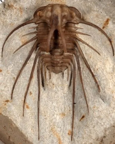 Dicranurus hamatus elegantus — photo 3