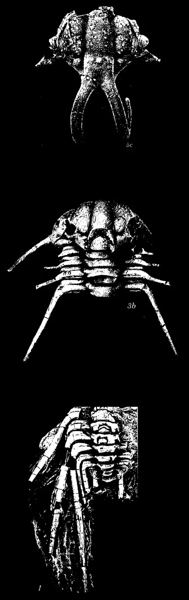 Dicranurus hamatus elegantus — photo 4