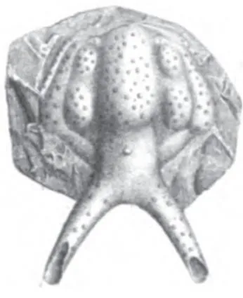Dicranurus monstrosus