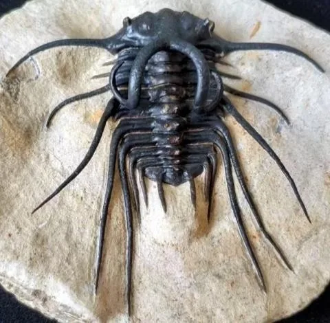 Dicranurus monstrosus — photo 3