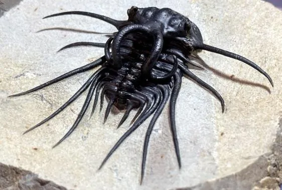 Dicranurus monstrosus — photo 4