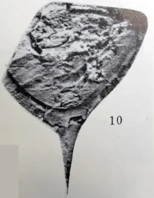 Dictyella longispina