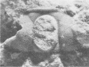 Dinesus bura