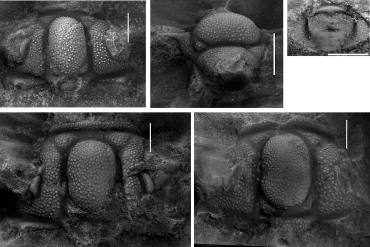 Dinesus bura — photo 3