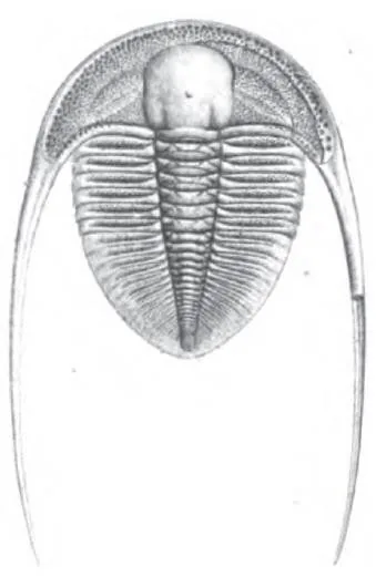 Dionide formosa