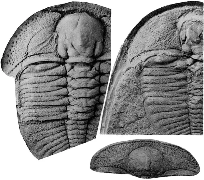 Dionide formosa — photo 4