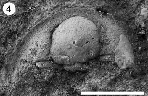 Dionide hybrida