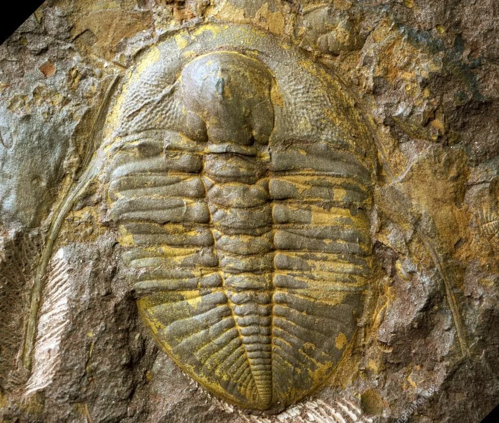 Dionide hybrida — photo 2