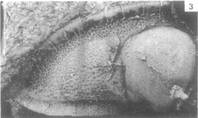 Dionide mareki