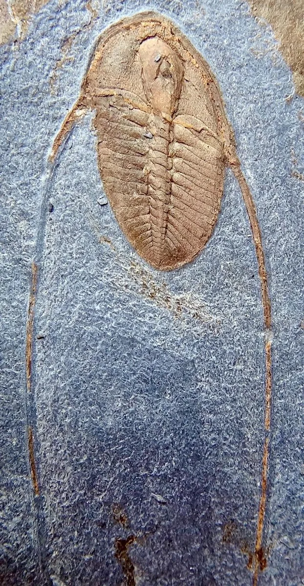 Dionide mareki — photo 3