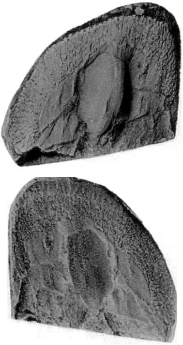 Dionide turnbulli