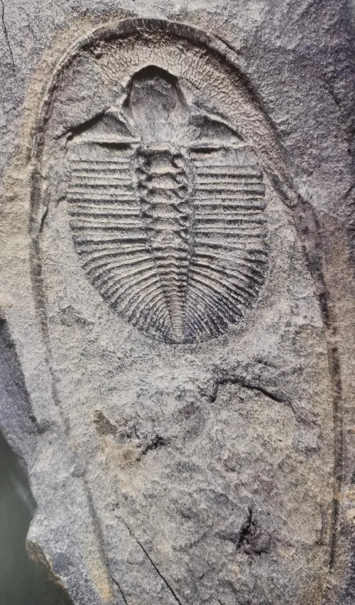 Dionide turnbulli — photo 2