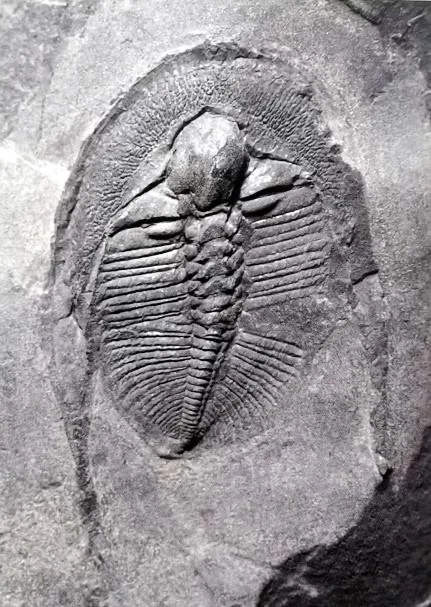 Dionide turnbulli — photo 3