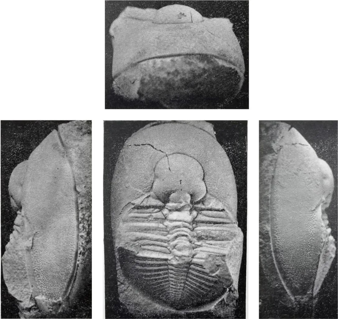 Dionidella (Huangnigangia) subquadrata