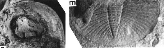 Dionidella (Huangnigangia) subquadrata — photo 3