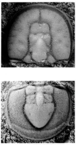 Diplagnostus planicauda