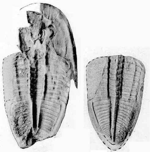 Dolerobasilicus yokusensis