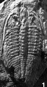 Dolerobasilicus yokusensis — photo 2