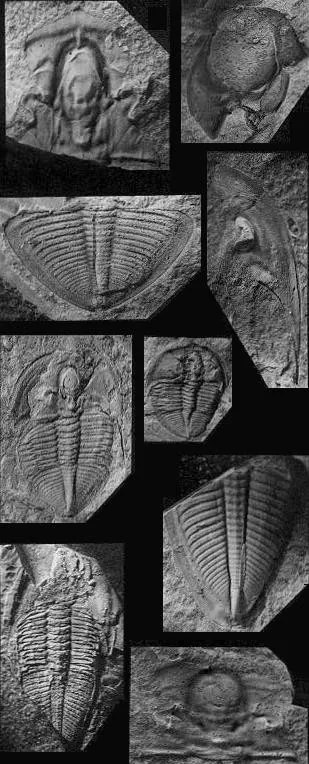 Dolerobasilicus yokusensis — photo 4