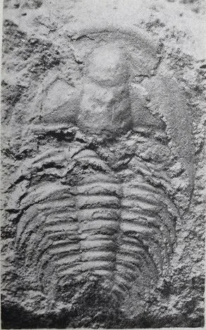 Dolerolenus laevigata