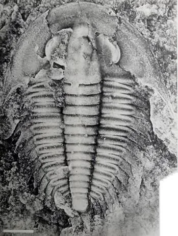 Dolerolenus laevigata — photo 3