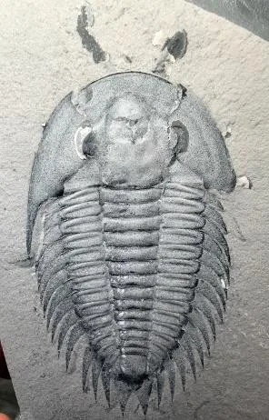 Dolerolenus laevigata — photo 4