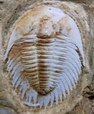 Dolerolenus laevigata — photo 8