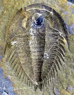 Dolerolenus laevigata — photo 9
