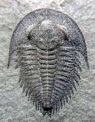 Dolerolenus laevigata — photo 10