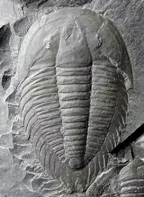 Dolerolenus laevigata — photo 11