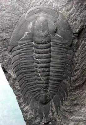 Dolerolenus laevigata — photo 12