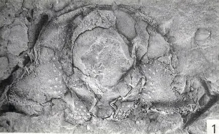 Dorypyge manchuriensis