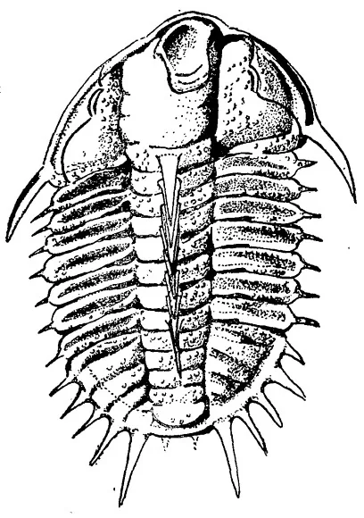 Dorypyge manchuriensis — photo 3