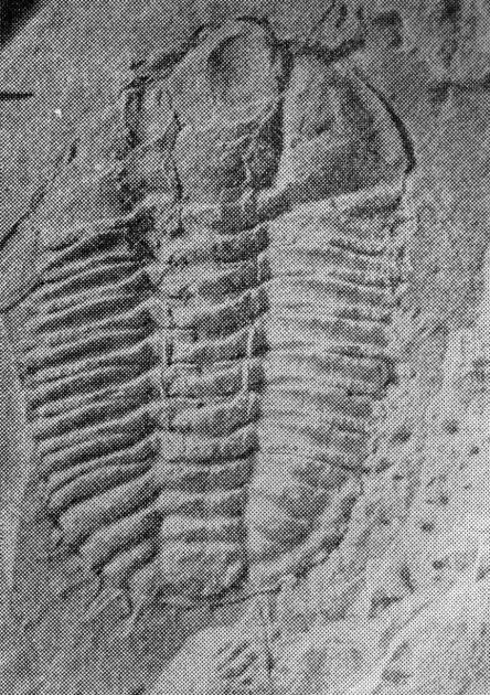 Dorypyge manchuriensis — photo 4