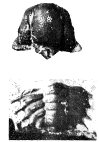 Dorypyge richthofeni