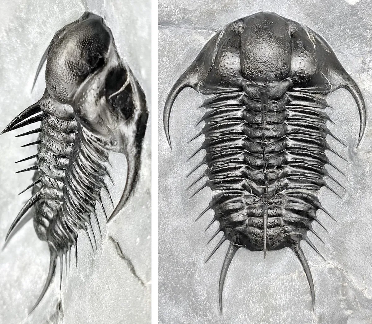 Dorypyge sp.
