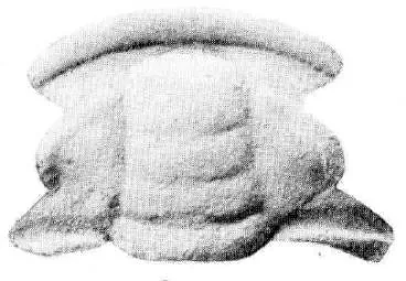 Drepanopyge mirabilis